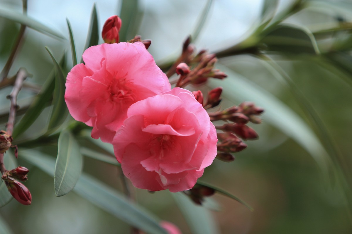 拍摄花卉一（581）