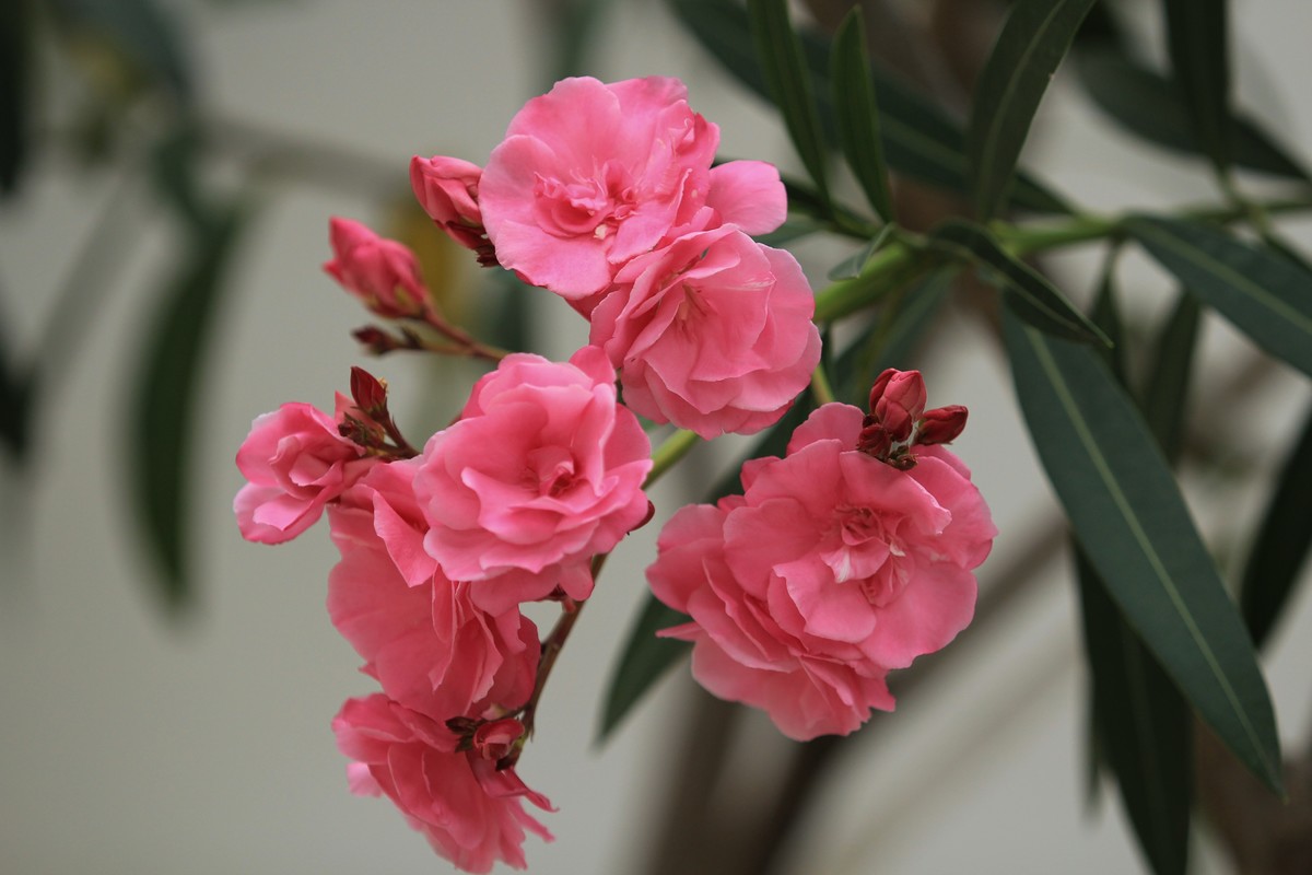 拍摄花卉一（581）