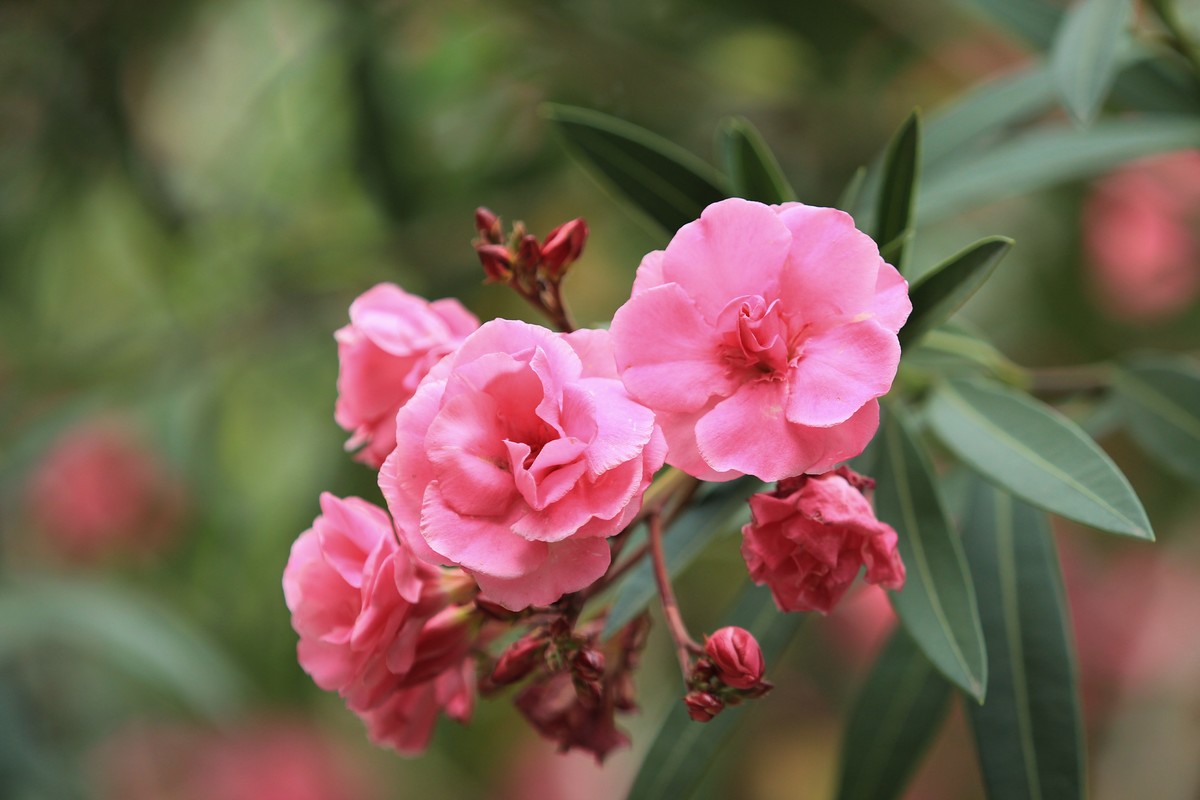 拍摄花卉一（581）