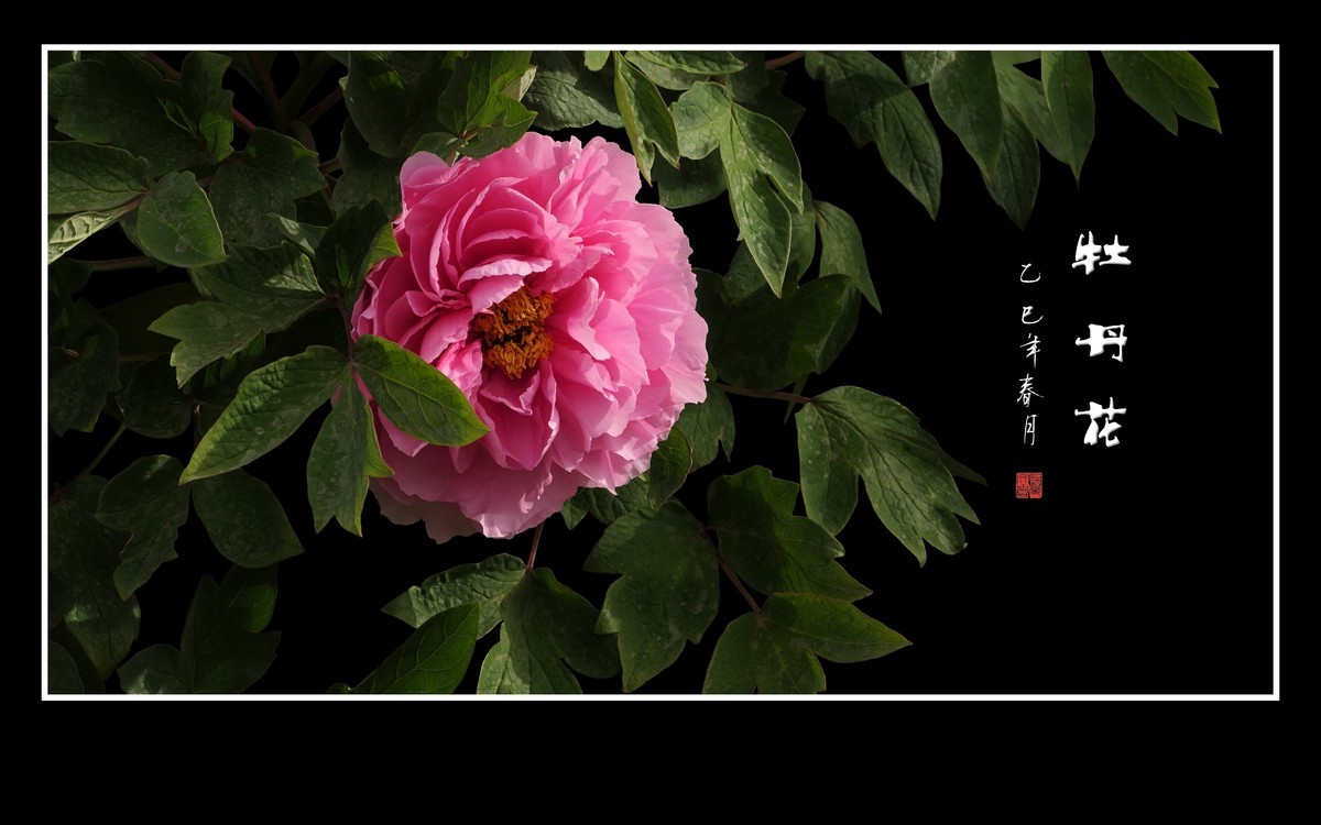 国色天香花中王，富贵牡丹靓京城