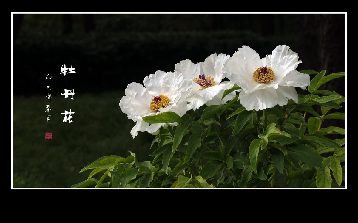 国色天香花中王，富贵牡丹靓京城