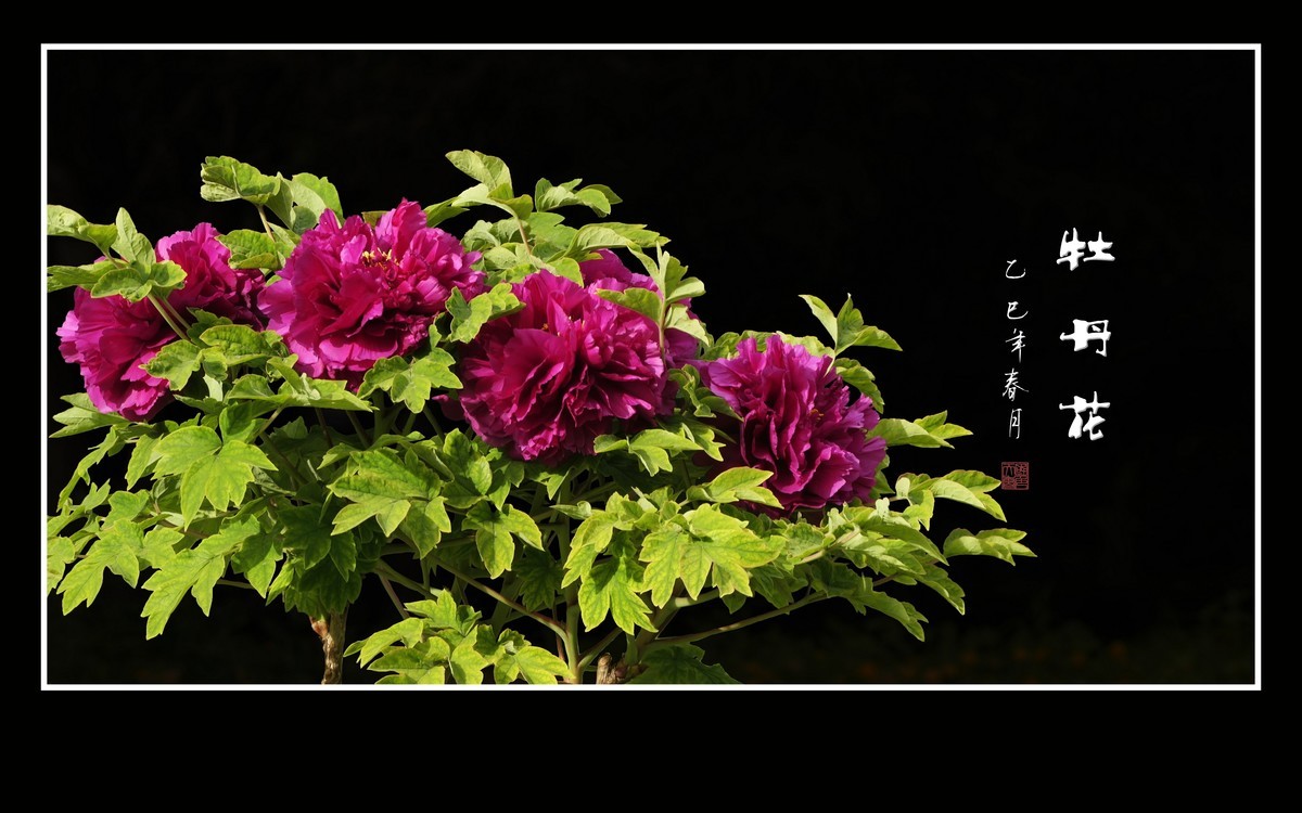 国色天香花中王，富贵牡丹靓京城