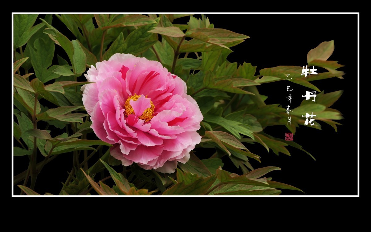 国色天香花中王，富贵牡丹靓京城