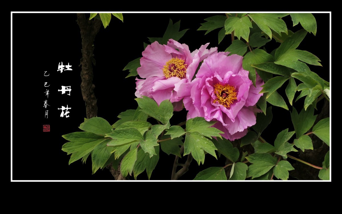 国色天香花中王，富贵牡丹靓京城