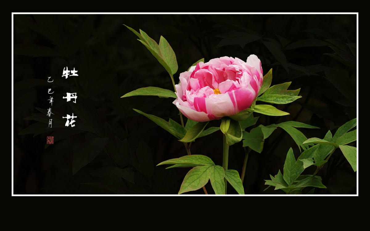 国色天香花中王，富贵牡丹靓京城