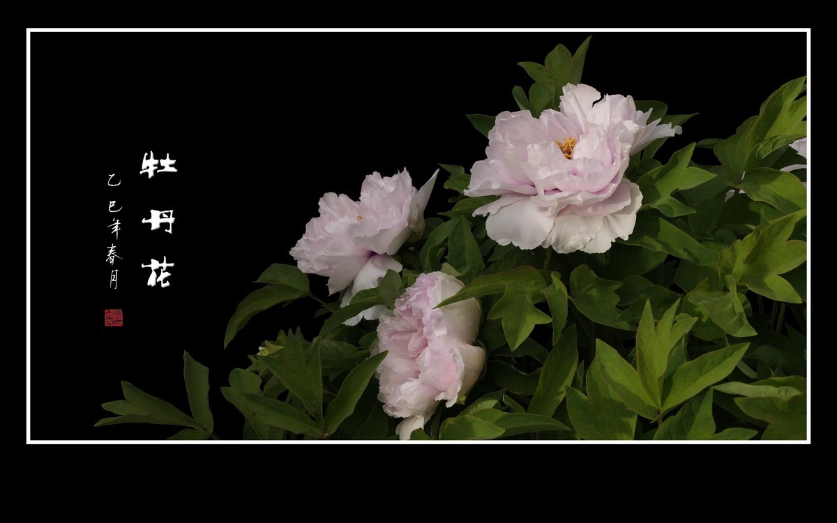 国色天香花中王，富贵牡丹靓京城