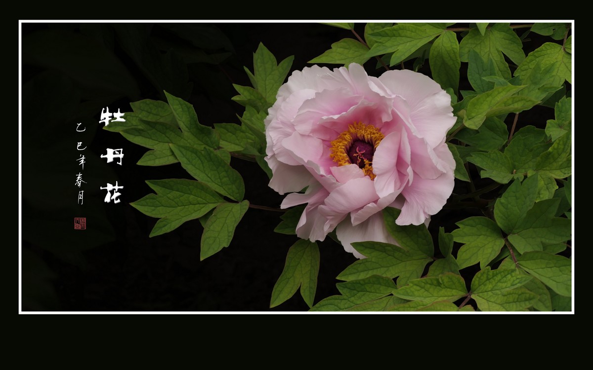 国色天香花中王，富贵牡丹靓京城