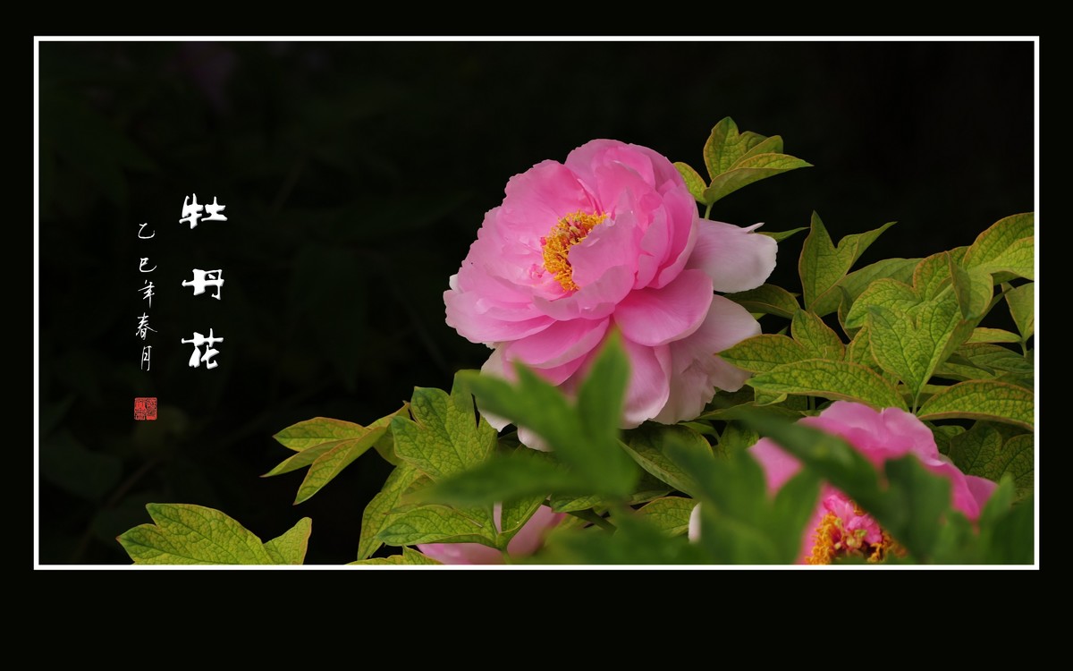 国色天香花中王，富贵牡丹靓京城