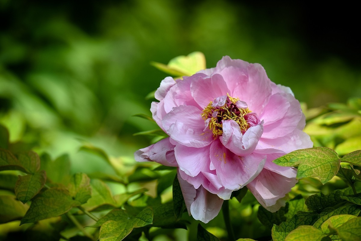 2025年第0319贴-景山牡丹花开（0514）