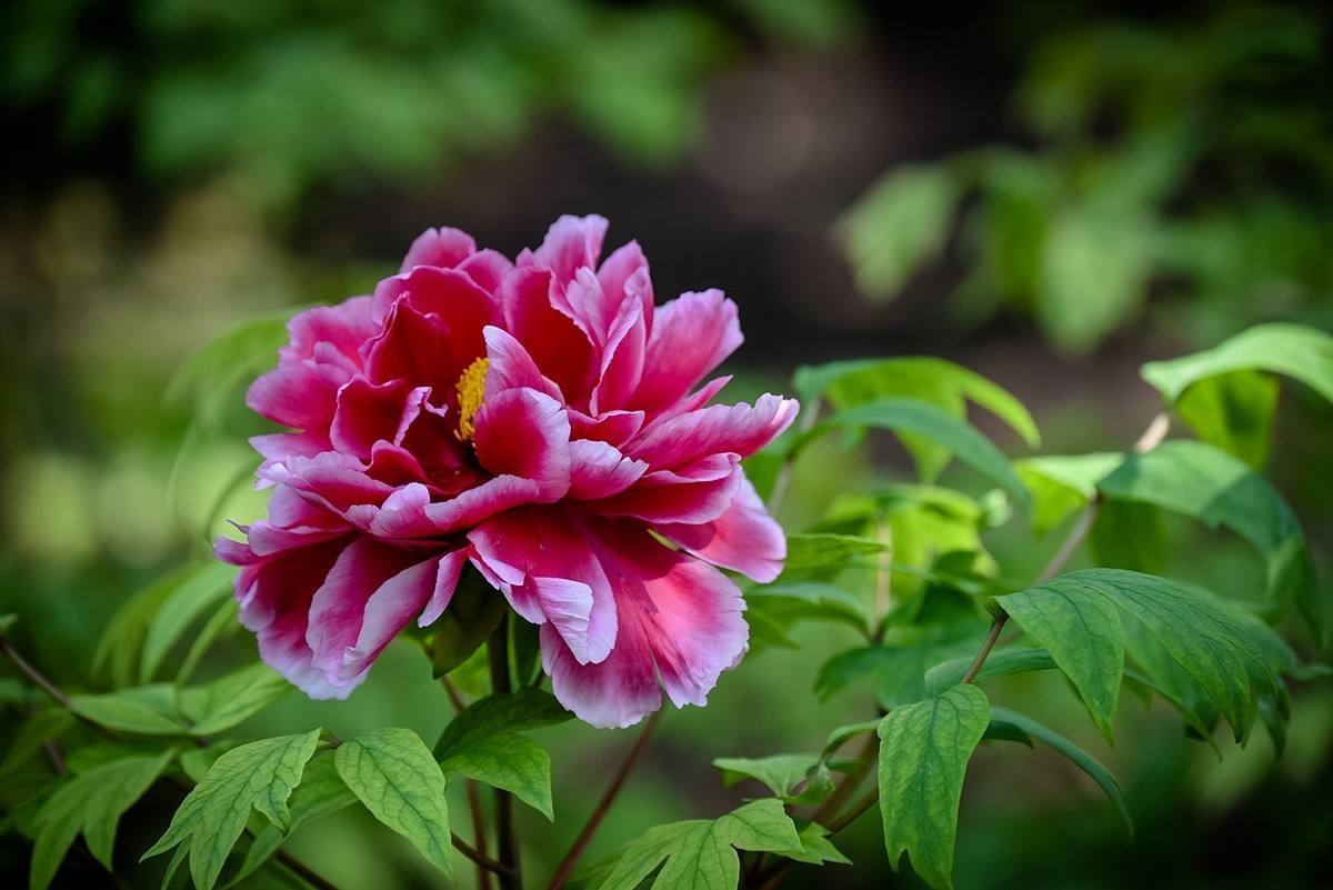 2025年第0319贴-景山牡丹花开（0514）