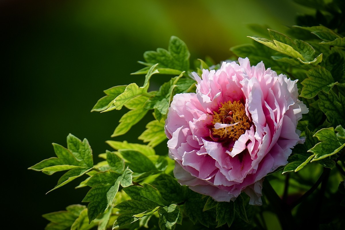 2025年第0319贴-景山牡丹花开（0514）