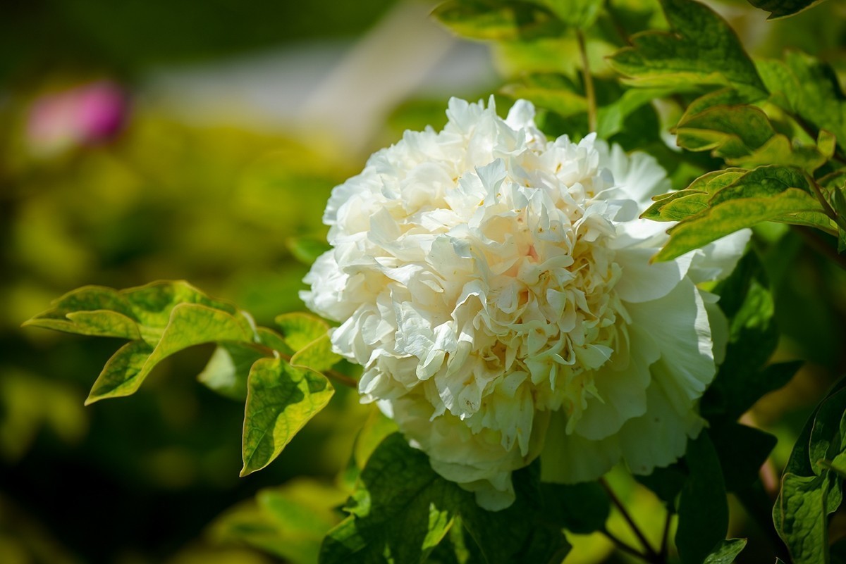 2025年第0319贴-景山牡丹花开（0514）