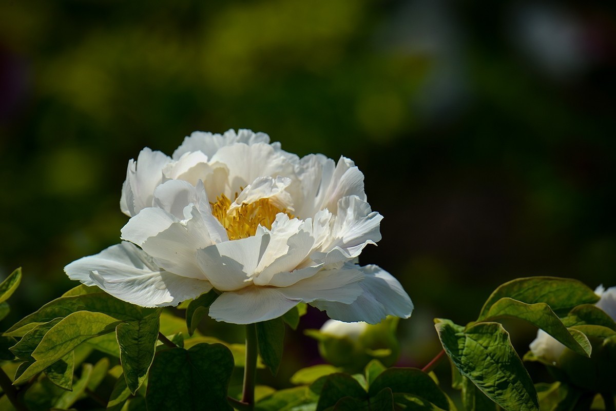 2025年第0319贴-景山牡丹花开（0514）