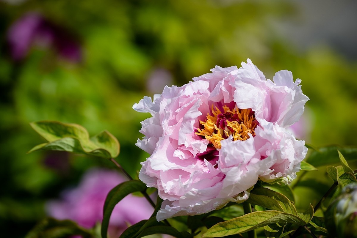 2025年第0319贴-景山牡丹花开（0514）