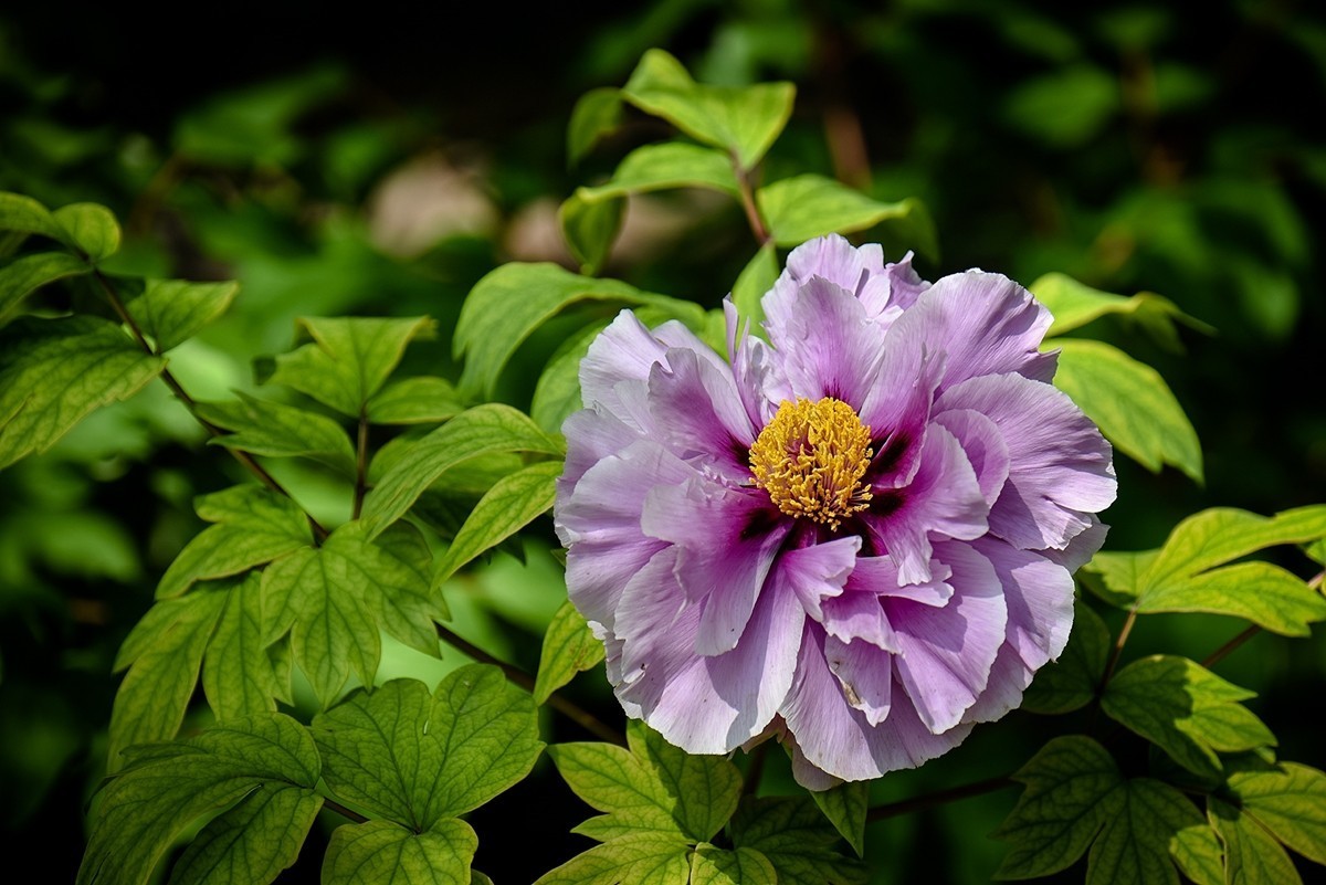 2025年第0319贴-景山牡丹花开（0514）