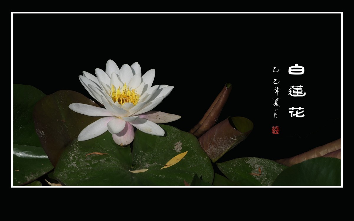 圣洁如雪的白睡莲花