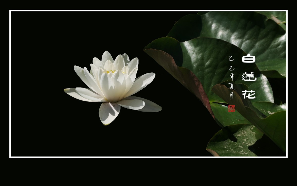 圣洁如雪的白睡莲花