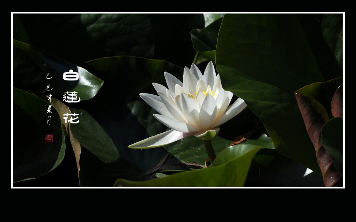 圣洁如雪的白睡莲花
