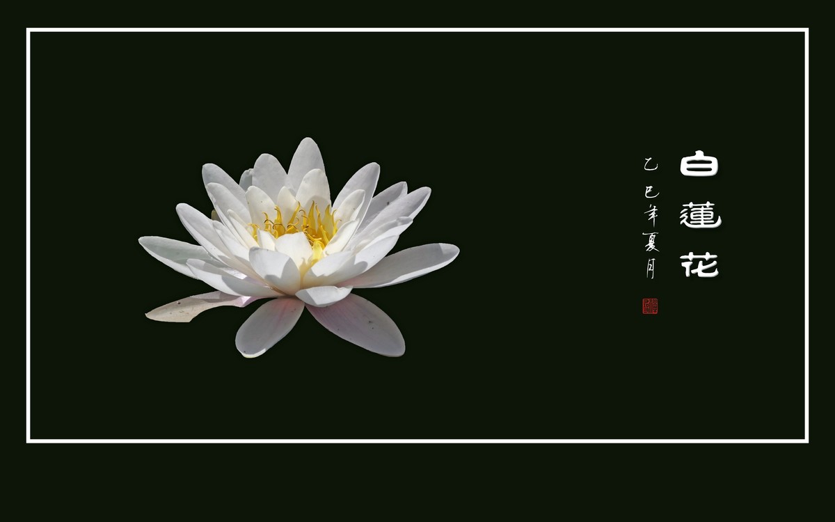 圣洁如雪的白睡莲花