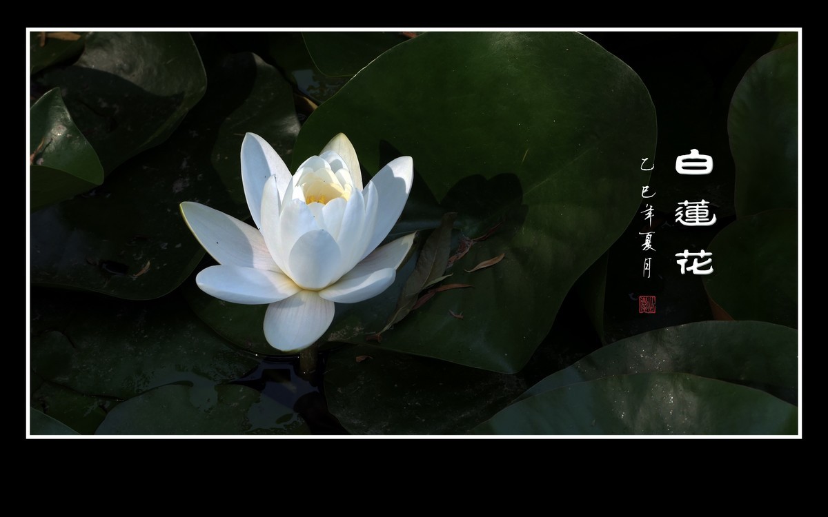 圣洁如雪的白睡莲花