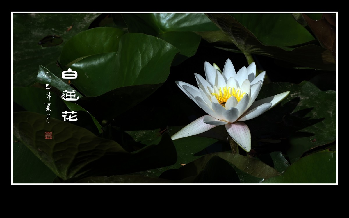 圣洁如雪的白睡莲花