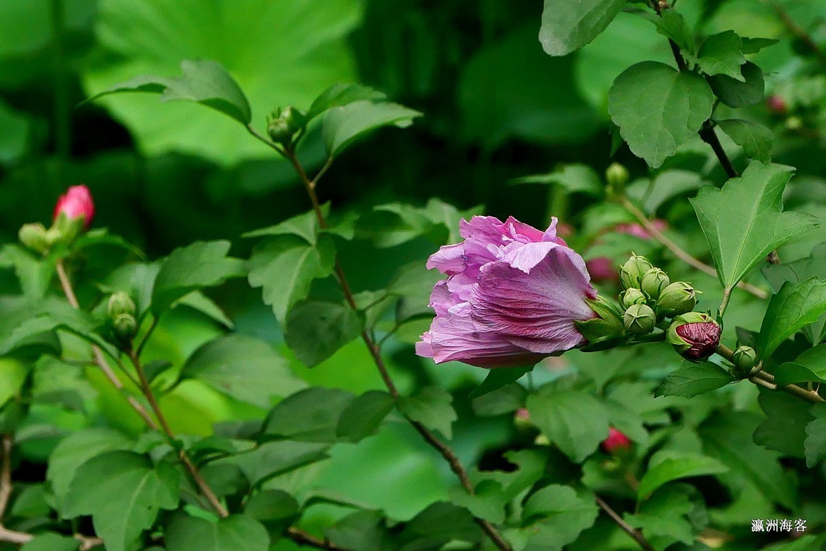 木槿，荷花。萱草花