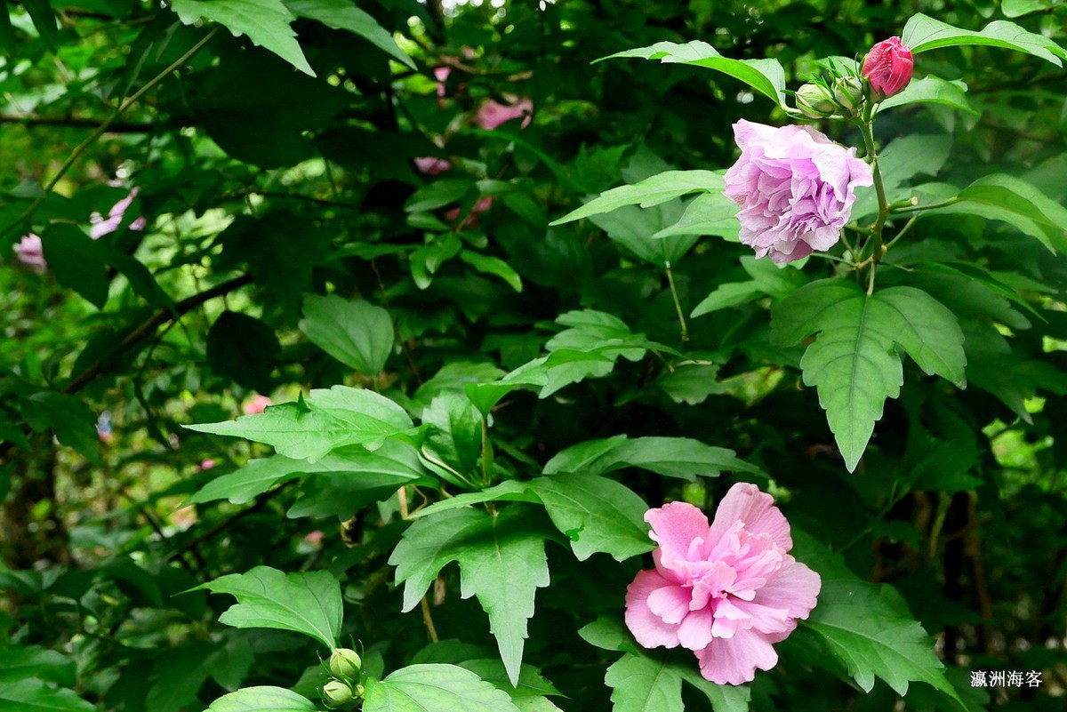 木槿，荷花。萱草花