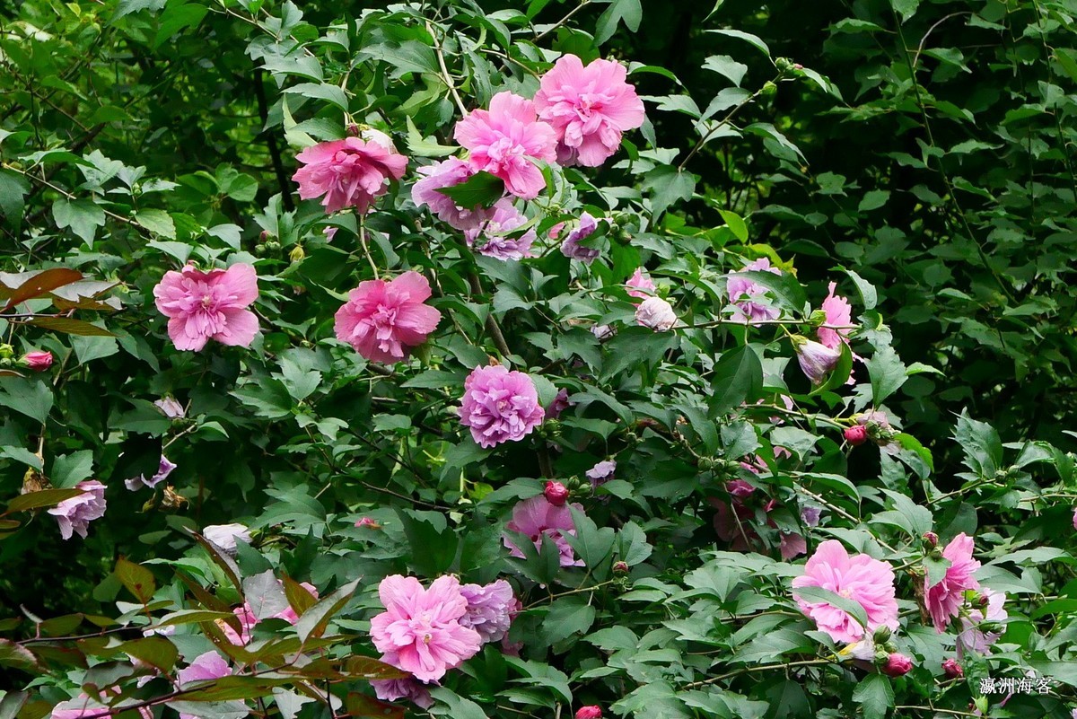 木槿，荷花。萱草花