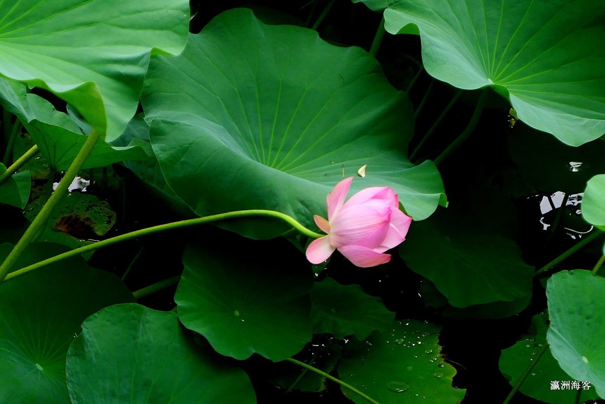 木槿，荷花。萱草花