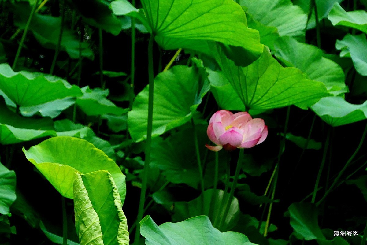 木槿，荷花。萱草花