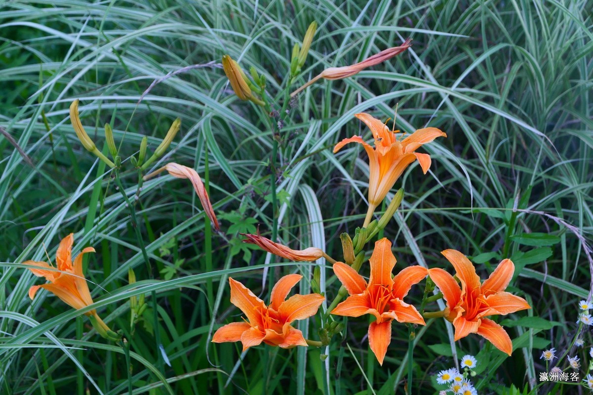 木槿，荷花。萱草花