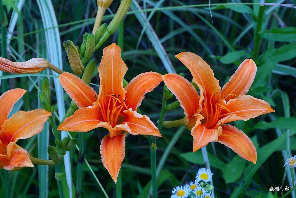 木槿，荷花。萱草花