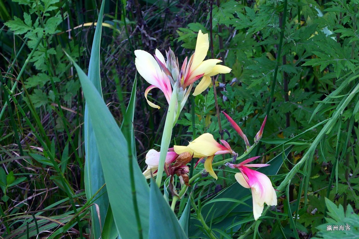 木槿，荷花。萱草花