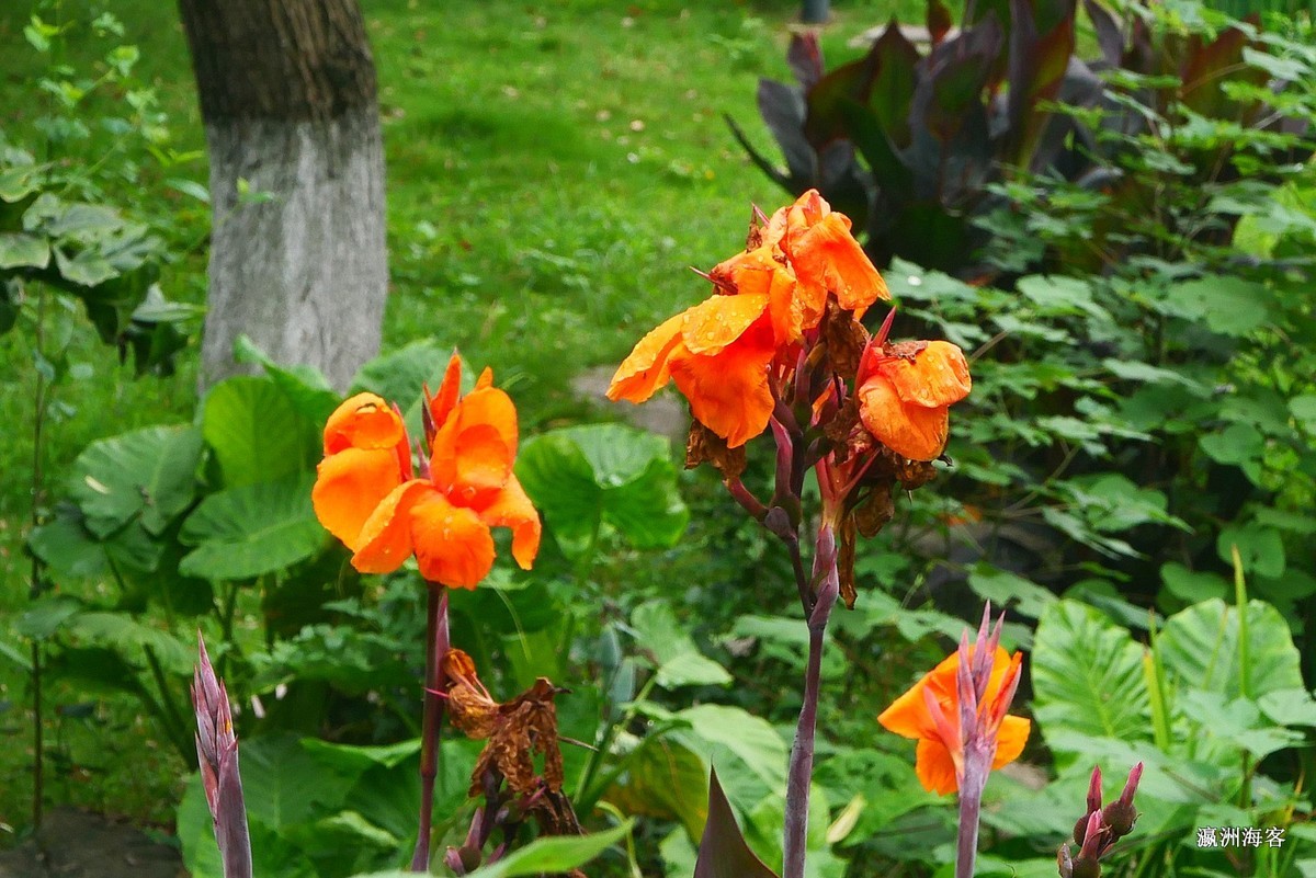 木槿，荷花。萱草花