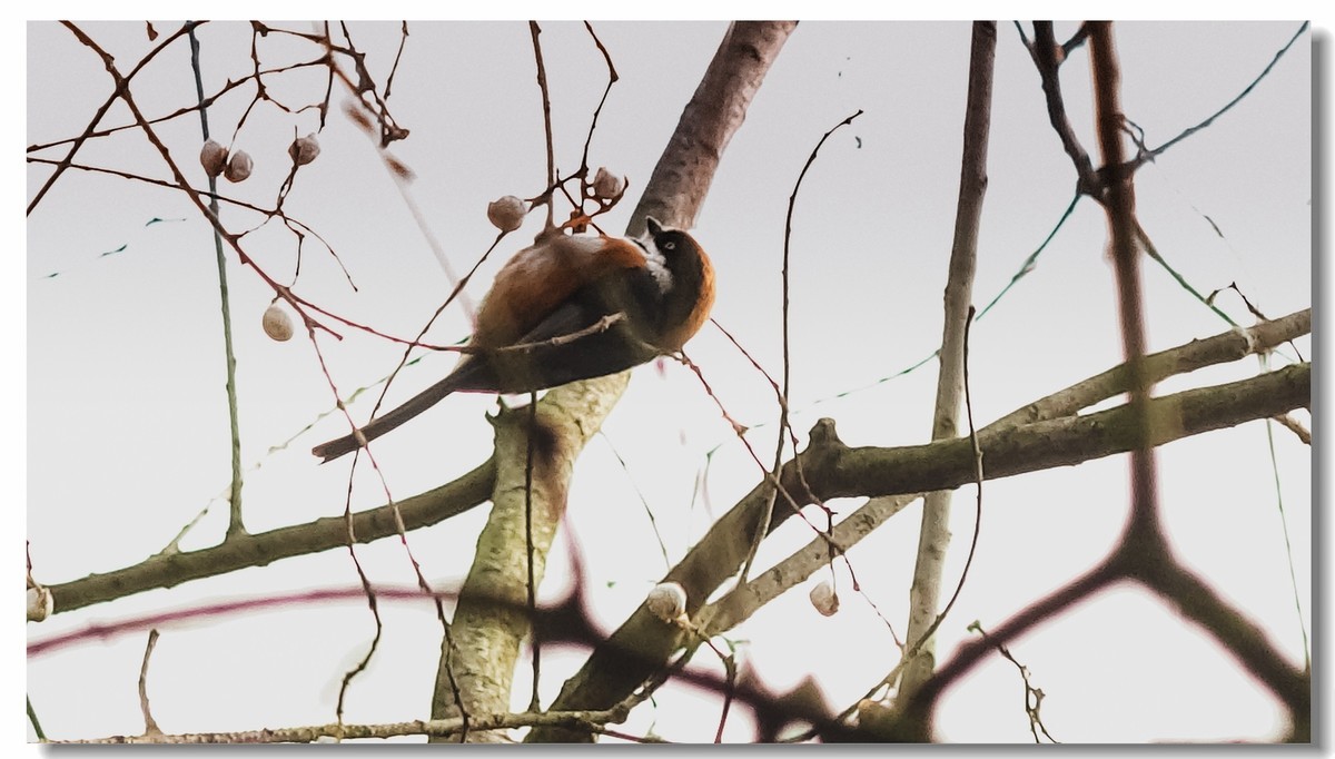 我家小朋友新年习作公园拍鸟