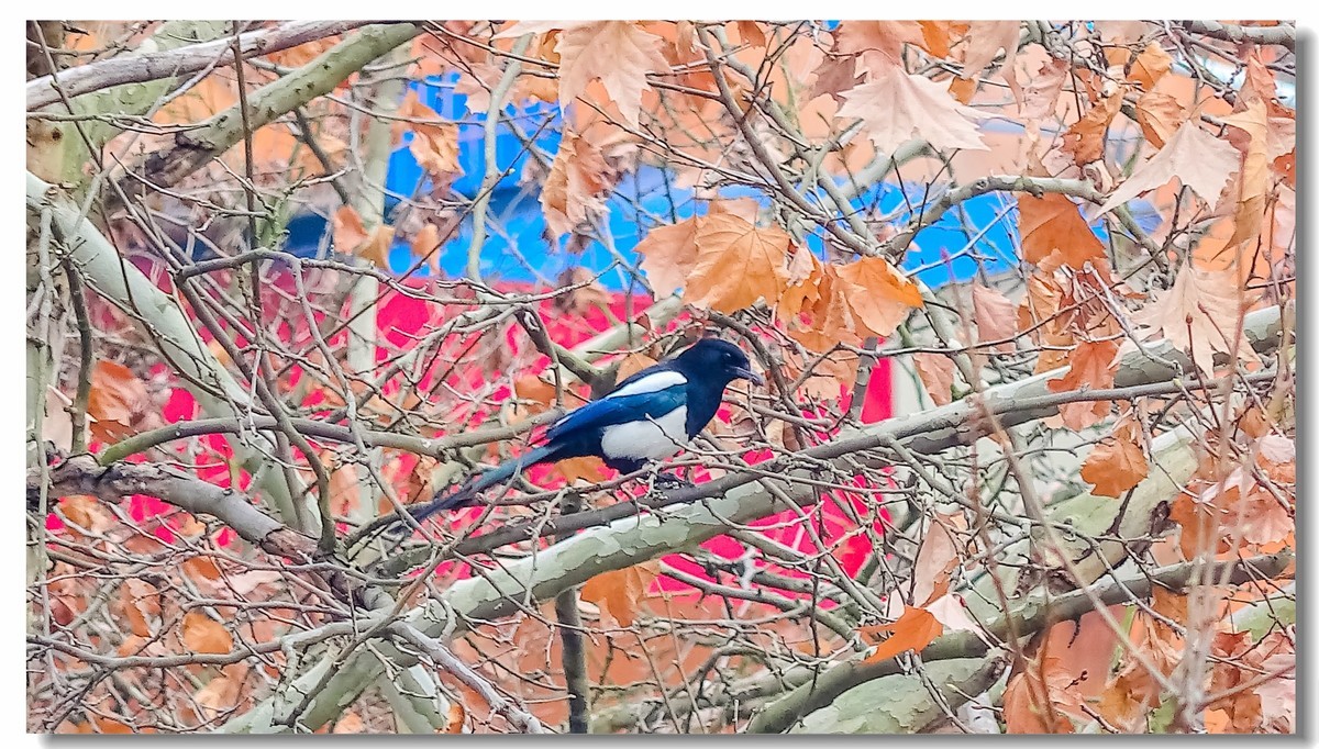 我家小朋友新年习作公园拍鸟