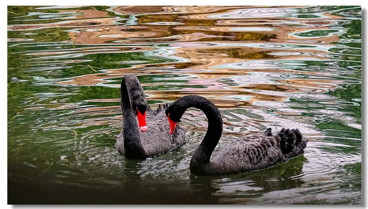 我家小朋友新年习作公园拍鸟