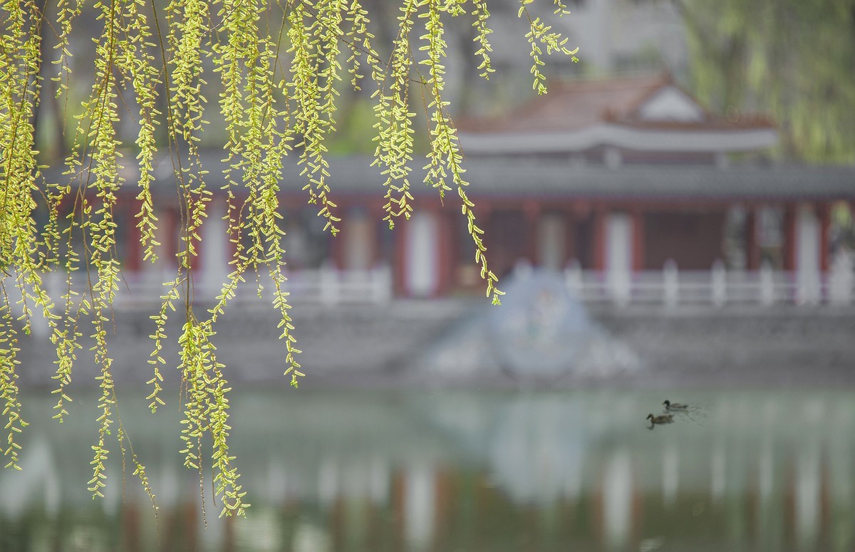 北国之春风光