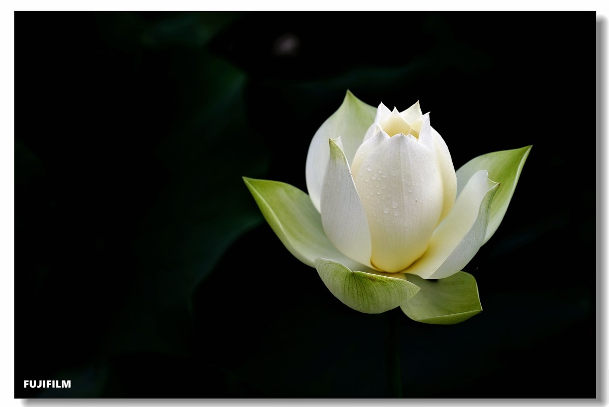 夏日荷花······