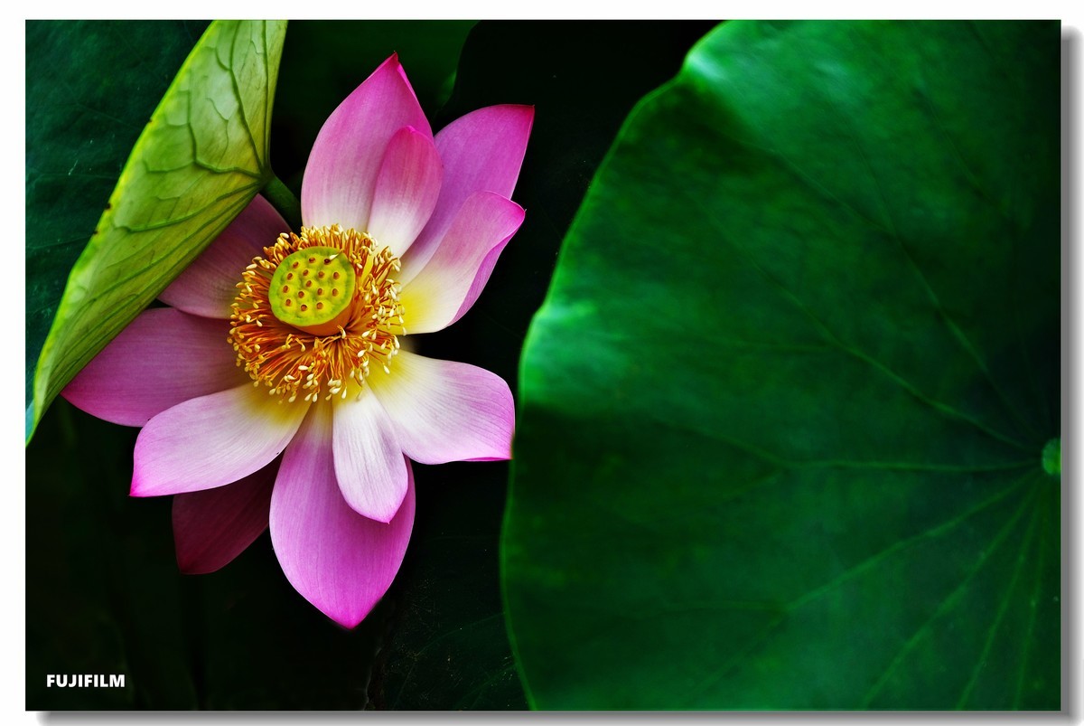 夏日荷花······