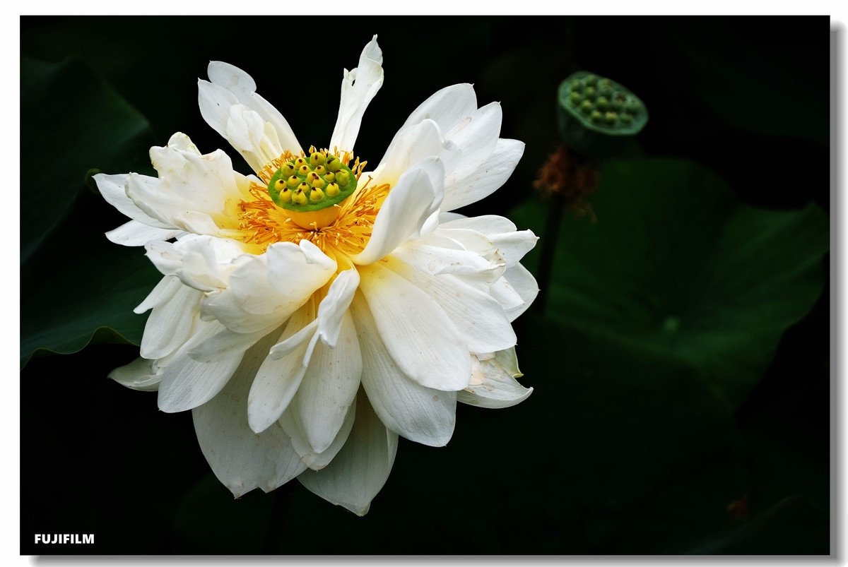 夏日荷花······