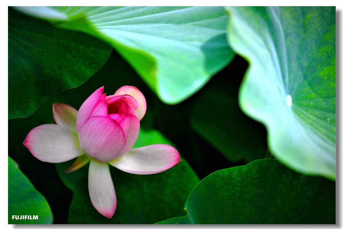 夏日荷花······