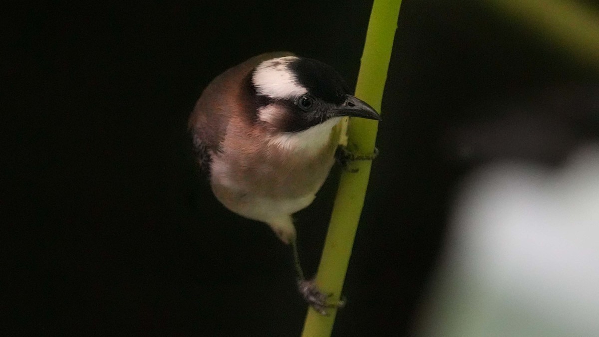 看看索尼ILCE-1 在阴暗的环境里抓拍的影像