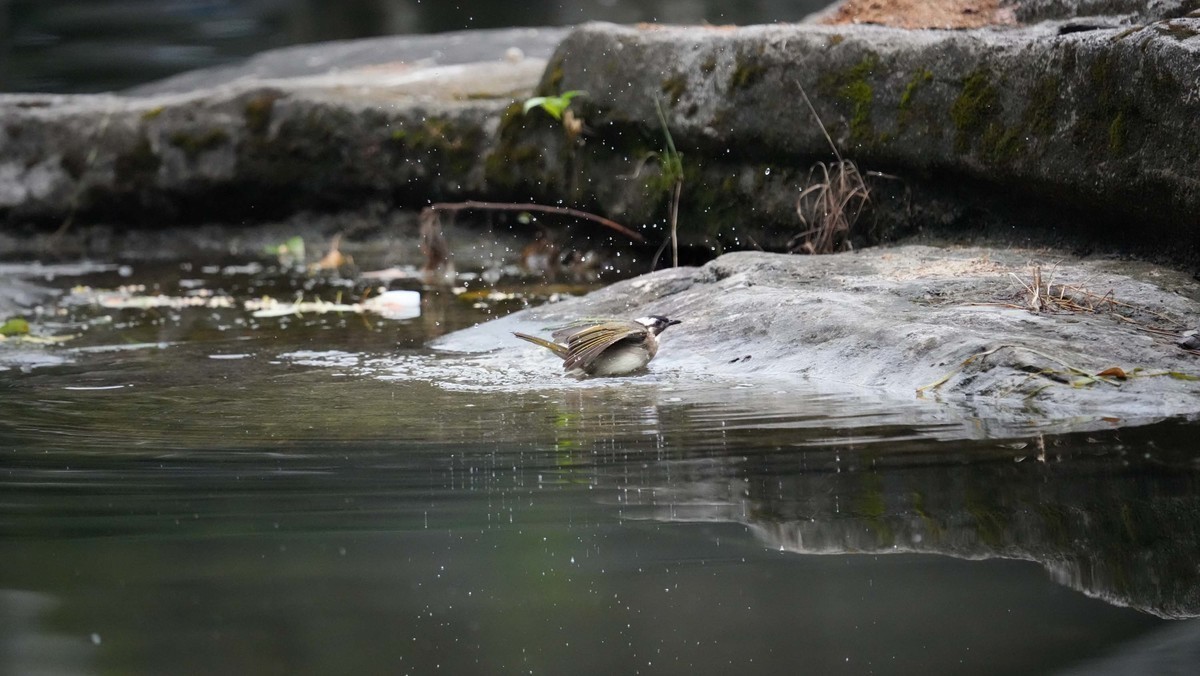 看看索尼ILCE-1 在阴暗的环境里抓拍的影像
