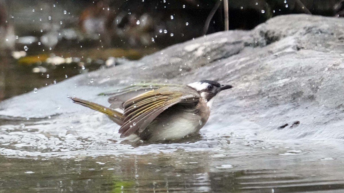 看看索尼ILCE-1 在阴暗的环境里抓拍的影像