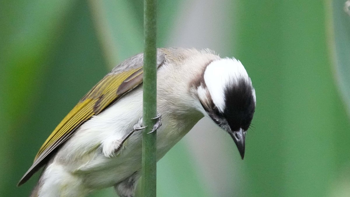 看看索尼ILCE-1 在阴暗的环境里抓拍的影像