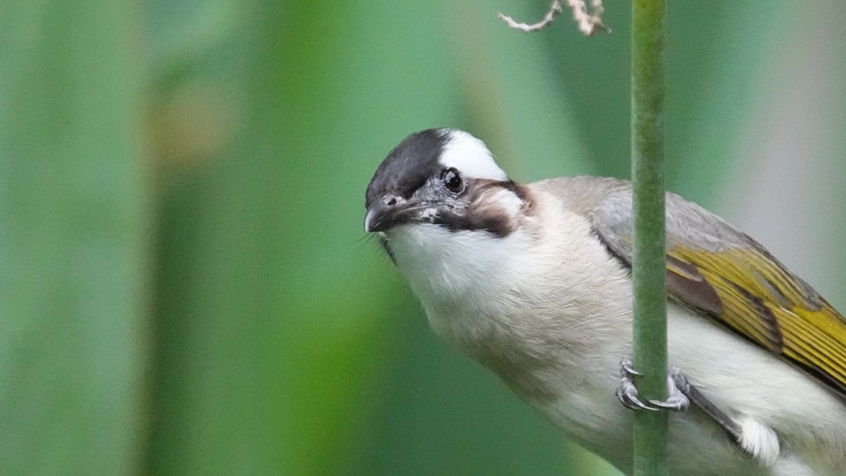 看看索尼ILCE-1 在阴暗的环境里抓拍的影像