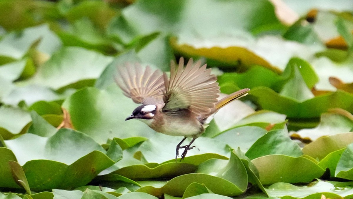 看看索尼ILCE-1 在阴暗的环境里抓拍的影像