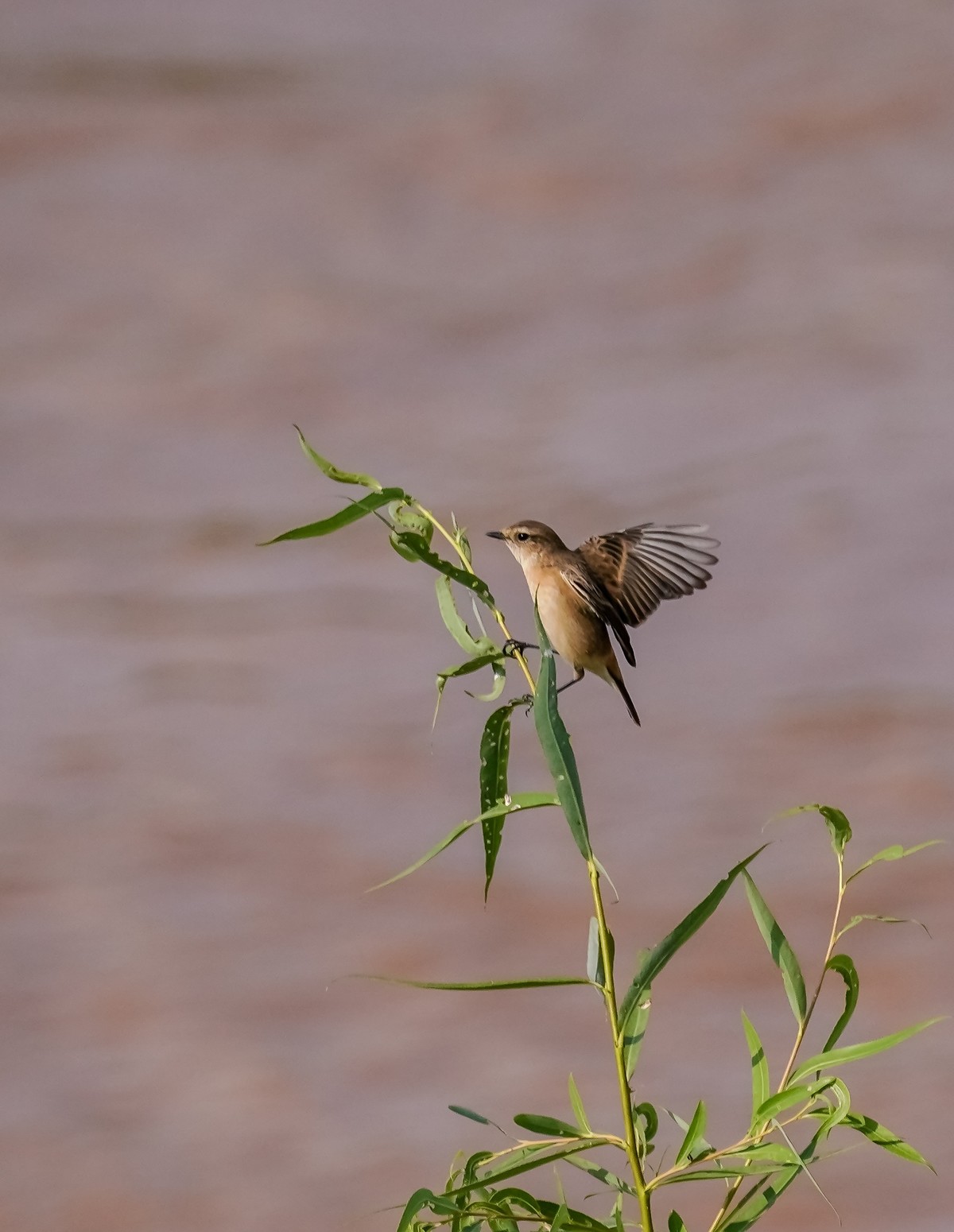 兰州黄河边拍的黑喉石鵖