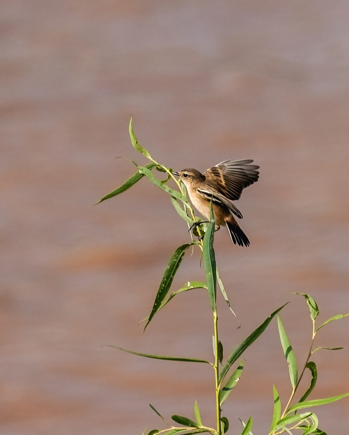 兰州黄河边拍的黑喉石鵖